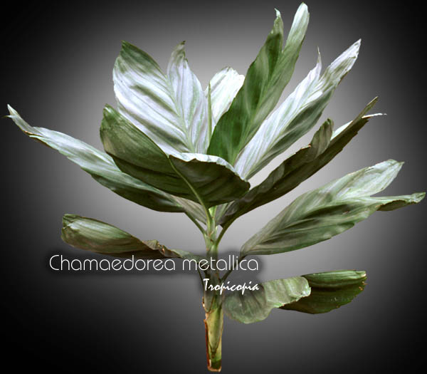 Palmier - Chamaedorea metallica - Palmier d'acier - Miniature fishtail, Steel palm